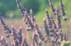 Suspendisse dignissim