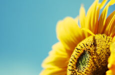 Sed tincidunt nibh sed